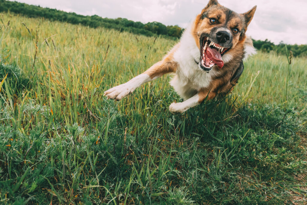 dangerous dog bite