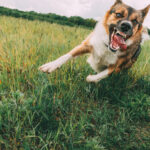 dangerous dog bite
